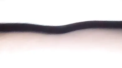 Sucking blacks 12 inches cocky