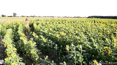 Sunflowers Orgasm