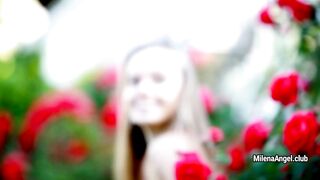 Red rose