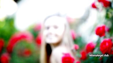 Red rose