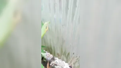 Village girl bathing video