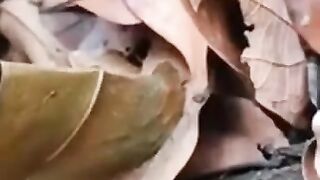 Beautiful????Virgin Nepali College Girl????Fucking With Her Bf In Forest!????????
