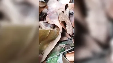 Beautiful Virgin Nepali College Girl Fucking With Her Bf In Forest!