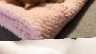 Memek pink colmek