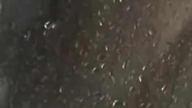 HInDI Honeymoon Desi