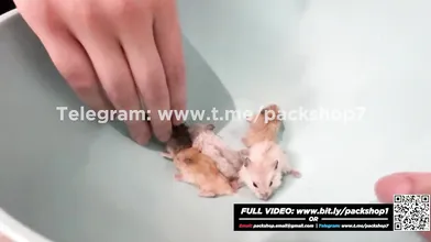 Hot woman devours her poor mice - vore fetish
