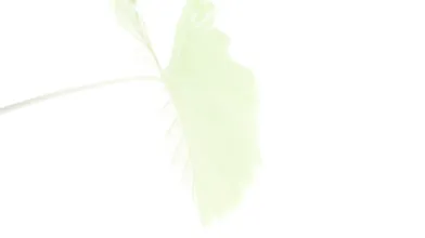 F C 2-P P V-2737605, 4 Bjs