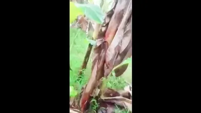 Tamil Sister Ki Outdoor Sex Indian Mms Viral
