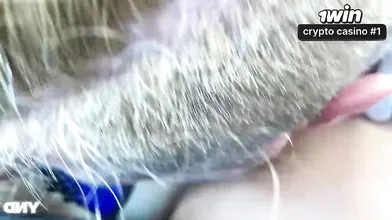 Sexo matinal apaixonado com uma linda estudante com casal real e mulher pelada!