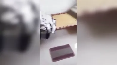 Sneaky Neighbor Hardcore