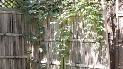 A Midsummer Sweaty Affair That Got Her Impregnated By Insemination Sex Minaho