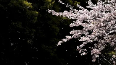 さくら_2-2_【伝説の美女再び..Ⅱ】澄み渡る空気と最高の美女再び。衝撃の３Pをご覧ください。さくら１８歳