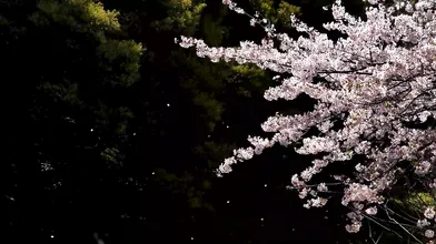 さくら_3-4_【本当に最後の伝説のフィナーレ】ファン待望超絶美〇女LAST。離れていても桜が散るたび想い出す。心に刻んだ消えない思い出。さくら１８歳