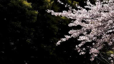 さくら_3-2_【本当に最後の伝説のフィナーレ】ファン待望超絶美〇女LAST。離れていても桜が散るたび想い出す。心に刻んだ消えない思い出。さくら１８歳