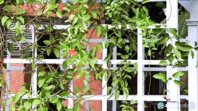 The Breast Man's Super Natural Choice - Roxi Red