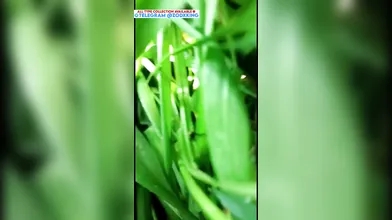 Beautiful Kashmiri Girl nude pussy chudai outdoor sex MMS Telegram @ZodxKing